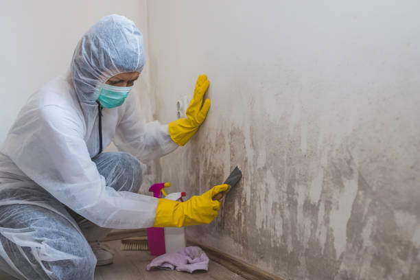 Forensic Mold Investigation in Eddington, PA