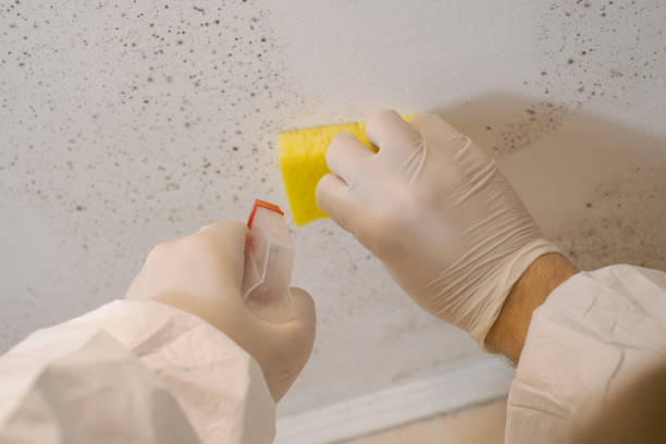 Best Mold Documentation for Insurance Claims  in Eddington, PA