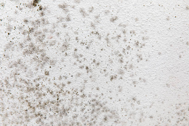 Best Forensic Mold Investigation  in Eddington, PA